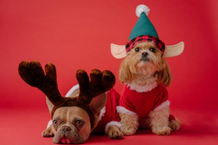 Picture for category Pet Supplies 🐾