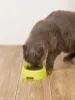 Picture of  1pc Random Color Pet Bowl 🍲