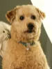 Picture of 1pc Bell Decor Reflective Strip Pet Collar For Dog And Cat For Outdoor🔔