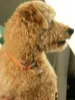 Picture of 1pc Bell Decor Reflective Strip Pet Collar For Dog And Cat For Outdoor🔔